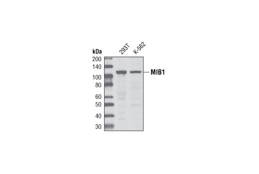 Western blot analysis of extracts from 293T and K-562 cells using MIB1 Antibody.