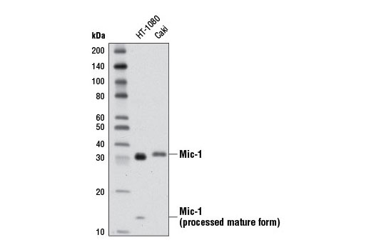 Western blot analysis of extracts from HT-1080 and Caki cells using Mic-1 (D2A3) Rabbit mAb.