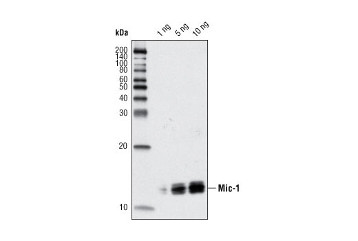 Western blot analysis of recombinant mature Mic-1 protein using Mic-1 (L300) Antibody.