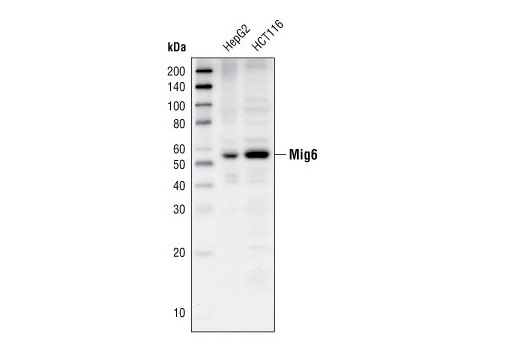 Western blot analysis of extracts from HepG2 and HCT116 cells using Mig6 Antibody.