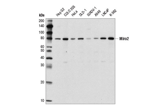 Western blot analysis of extracts from various cell lines using Miro2 Antibody.