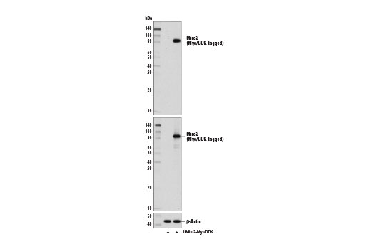 Western blot analysis of extracts from 293 cells, mock transfected (-) or transfected with a construct expressing Myc/DDK-tagged full-length human Miro2 protein (hMiro2-Myc/DDK; +), using Miro2 Antibody (upper), Myc-Tag (71D10) Rabbit mAb #2278 (middle), and β-Actin (D6A8) Rabbit mAb #8457 (lower).