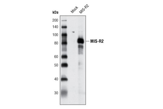 Western blot analysis of extracts from COS cells, mock transfected or transfected with human myc-tagged MIS-R2, using MIS-R2 Antibody (construct kindly provided by Drs. David MacLaughlin and Patricia Donahoe, Massachusetts General Hospital).