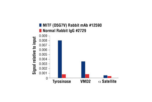 Chromatin immunoprecipitations were performed with cross-linked chromatin from 4 x 10 6 SK-MEL-28 cells and either 10 μl of MITF (D5G7V) Rabbit mAb or 2 μl of Normal Rabbit IgG #2729 using SimpleChIP ® Enzymatic Chromatin IP Kit (Magnetic Beads) #9003. The enriched DNA was quantified by real-time PCR using SimpleChIP ® Human Tyrosinase Promoter Primers #12970, human VMD2 intron 1 primers, and SimpleChIP ® Human α Satellite Repeat Primers #4486. The amount of immunoprecipitated DNA in each sample is represented as signal relative to the total amount of input chromatin, which is equivalent to one.