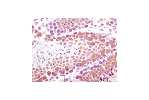 Immunohistochemical analysis of paraffin-embedded mouse testis using Miwi (G82) Antibody.