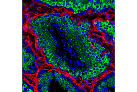 Confocal immunofluorescent analysis of mouse testis using Miwi (G82) Antibody (green) and Pan-Keratin (C11) Mouse mAb #4545 (red). Blue pseudocolor = DRAQ5® #4084 (fluorescent DNA dye).