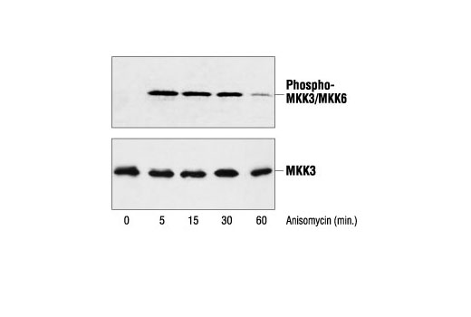 Western blot analysis of extracts from NIH/3T3 cells, untreated or anisomycin-treated for the indicated times, using Phospho-MKK3/MKK6 (Ser189/207) Antibody (upper) or MKK3 Antibody #9232 (lower).