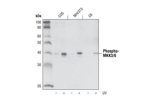 Western blot analysis of extracts from untreated or UV-treated COS, NIH/3T3 and C6 cells, using Phospho-MKK3/MKK6 (Ser189/207) (22A8) Rabbit mAb.