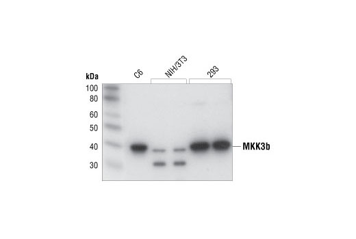 Western blot analysis of extracts from C6, NIH/3T3 and 293 cells, using MKK3b Antibody #9238.
