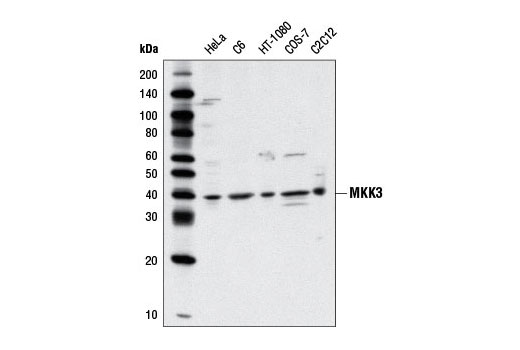 Western blot analysis of extracts from various cell lines using MKK3 Antibody.