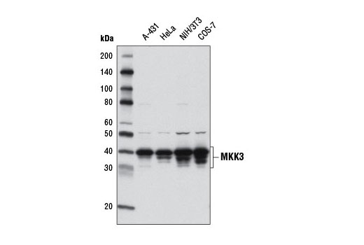 Western blot analysis of extracts from various cell lines using MKK3 (D4C3) Rabbit mAb.