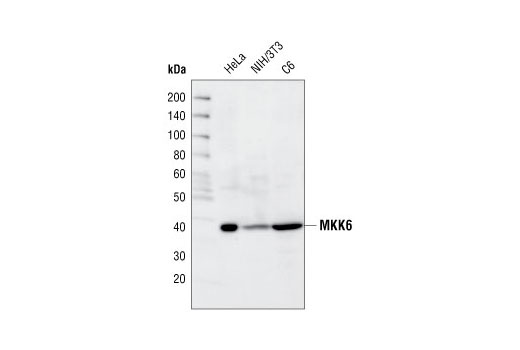 Western blot analysis of extracts from HeLa, NIH/3T3 and C6 cells, using MKK6 Antibody.