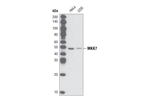 Western blot analysis of extracts from HeLa and COS cells, using MKK7 Antibody.