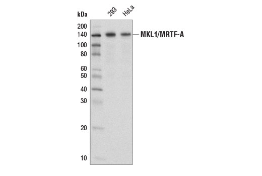 Western blot analysis of extracts from 293 and HeLa cells using MKL1/MRTF-A Antibody