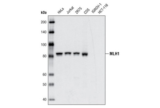 Western blot analysis of extracts from various cell types using MLH1 (4C9C7) Mouse mAb.
