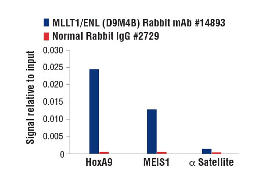 Chromatin immunoprecipitations were performed with cross-linked chromatin from 4 x 10 6 MV-4-11 cells and either 10 µl of MLLT1/ENL (D9M4B) Rabbit mAb or 2 µl of Normal Rabbit IgG #2729, using SimpleChIP ® Enzymatic Chromatin IP Kit (Magnetic Beads) #9003. The enriched DNA was quantified by real-time PCR using SimpleChIP ® Human HoxA9 Promoter Primers #14909, human MEIS1 promoter primers, and SimpleChIP ® Human α Satellite Repeat Primers #4486. The amount of immunoprecipitated DNA in each sample is represented as signal relative to the total amount of input chromatin, which is equivalent to one.