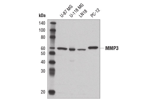 Western blot analysis of extracts from various cell lines using MMP3 (D7F5B) Rabbit mAb.
