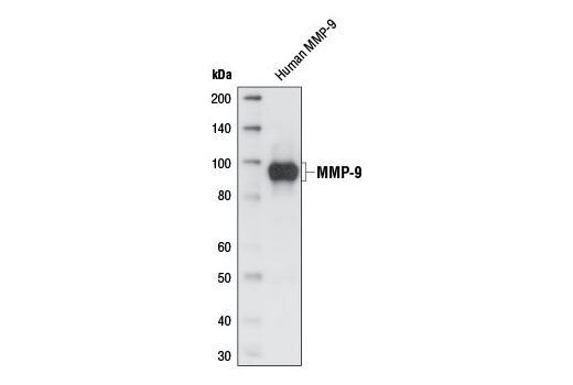 Western blot analysis of partially purified, concentrated, serum free medium containing human MMP-9, using MMP-9 (G567) Antibody.