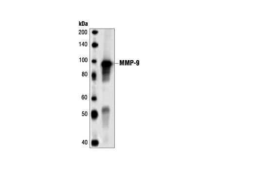 Western blot analysis of partially purified, concentrated, serum-free medium containing human MMP-9, using MMP-9 Antibody.