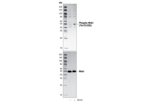 Western blot analysis of extracts from NIH/3T3 cells using Phospho-Mnk1 (Thr197/202) Antibody (upper) and Mnk1 (C4C1) Rabbit mAb #2195 (lower). The cells were starved for 24 hours in serum-free medium and then either untreated (-) or treated with serum for 30 minutes (+).