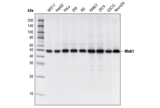 Western blot analysis of extracts from various cell lines using Mnk1 (C4C1) Rabbit mAb.