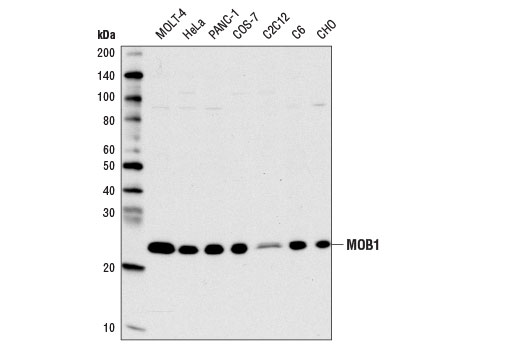 Western blot analysis of extracts from various cell lines using MOB1 (E1N9D) Rabbit mAb.