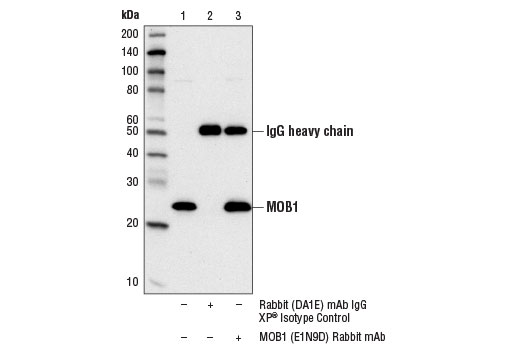 Immunoprecipitation of MOB1 protein from HeLa cell extracts using Rabbit (DA1E) mAb IgG XP ® Isotype Control #3900 (lane 2) or MOB1 (E1N9D) Rabbit mAb (lane 3). Lane 1 is 10% input. Western blot analysis was performed using MOB1 (E1N9D) Rabbit mAb.