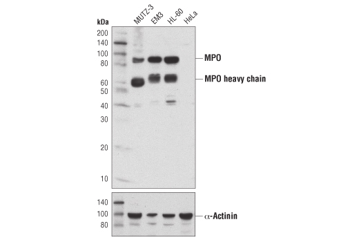 Western blot analysis of extracts from various cell lines using Myeloperoxidase (E1E7I) XP ® Rabbit mAb (upper) and α-Actinin (D6F6) XP ® Rabbit mAb #6487 (lower).