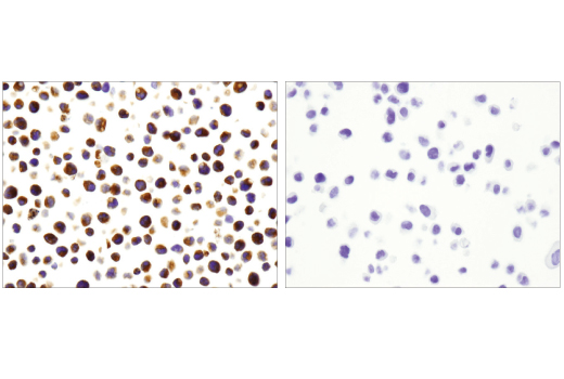 Immunohistochemical analysis of paraffin-embedded HL-60 (left) and HeLa (right) cell pellets using Myeloperoxidase (E1E7I) XP ® Rabbit mAb.