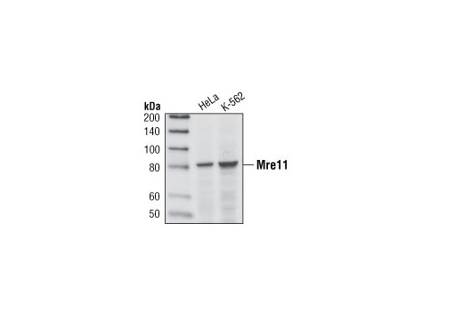 Western blot analysis of extracts from HeLa and K562 cells, using Mre11 Rabbit (31H4) mAb.