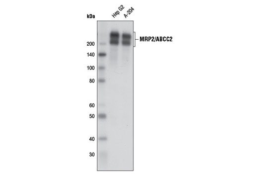 Western blot analysis of extracts from Hep G2 and A-204 cells using MRP2/ABCC2 (D9F9E) Rabbit mAb.