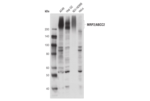 Western blot analysis of extracts from various cell lines using MRP2/ABCC2 (R260) Antibody.