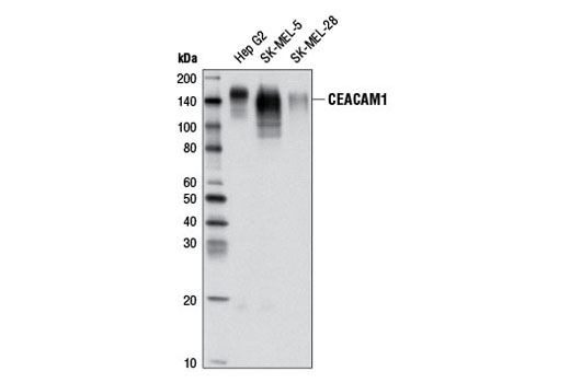 Western blot analysis of extracts from various cell lines using CEACAM1 Antibody.