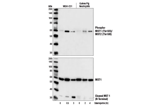 Western blot analysis of extracts from WEHI-231 cells and guinea pig neutrophils treated with Staurosporine #9953 for the indicated times, using Phospho-MST1 (Thr183)/MST2 (Thr180) Antibody (upper) and MST1 Antibody #3682 (lower).