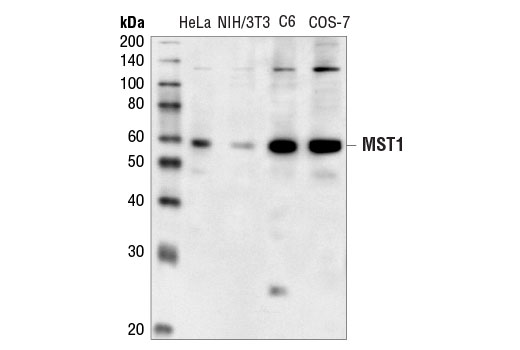 Western blot analysis of extracts from various cell lines using MST1 Antibody.