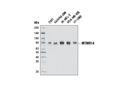 Western blot analysis of extracts from various cell lines using MTMR14 Antibody.