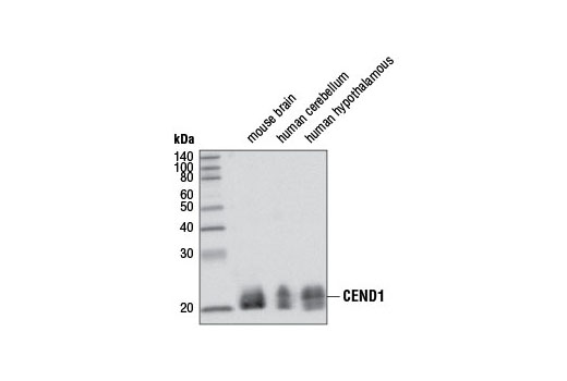 Western blot analysis of extracts from various tissues using CEND1 Antibody.
