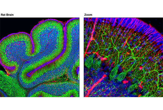 Confocal immunofluorescent analysis of P14 rat brain using CEND1 Antibody (green), and Nestin (Rat-401) Mouse mAb #4760 (red). Blue pseudocolor = DRAQ5® #4084 (fluorescent DNA dye).