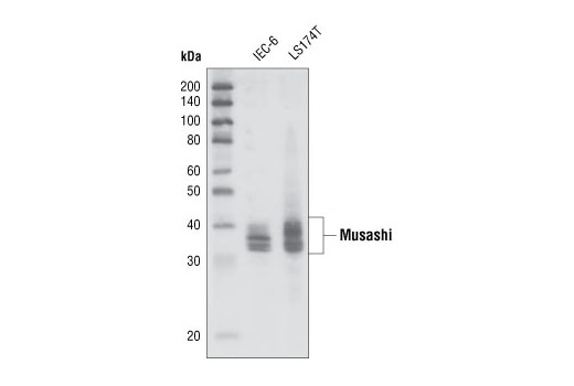 Western blot analysis of extracts from IEC-6 and LS174T cells, using Musashi Antibody.