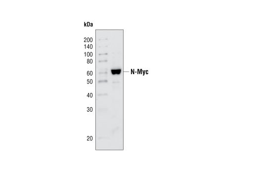 Western blot analysis of extracts from the IMR-32 neuroblastoma cell line, using N-Myc Antibody.