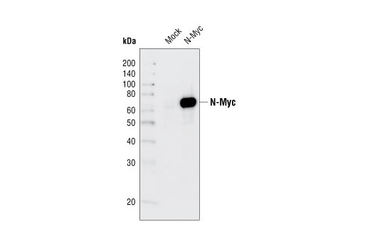 Western blot analysis of extracts from HeLa cells either mock transfected or transfected with murine N-Myc, using N-Myc Antibody.