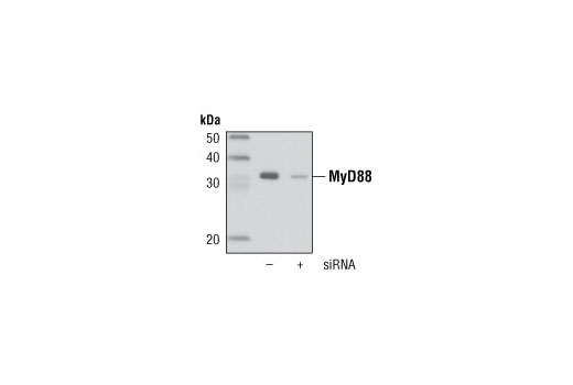 Western blot analysis of extracts from A549 cells, untransfected () or transfected with a MyD88 siRNA (+), using MyD88 (D80F5) Rabbit mAb.