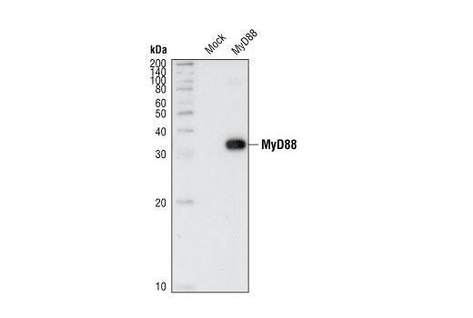 Western blot analysis of extracts from HeLa cells, either mock transfected or transfected with MyD88, using MyD88 Antibody.