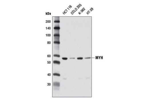 Western blot analysis of extracts from various cell lines using MYH (D13D4) Rabbit mAb.