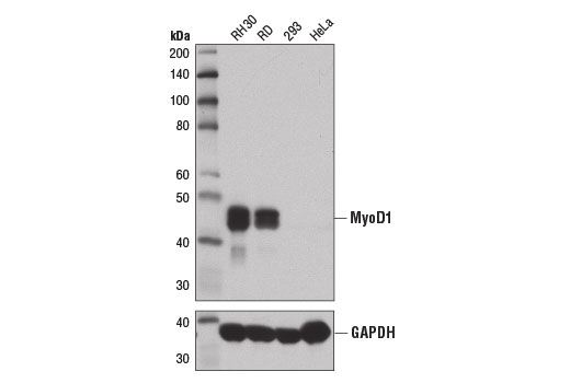 Western blot analysis of extracts from various cell lines using MyoD1 (D8G3) XP ® Rabbit mAb (upper) and GAPDH (D16H11) XP ® Rabbit mAb #5174 (lower). As expected, 293 and HeLa cells are negative for MyoD1 protein.
