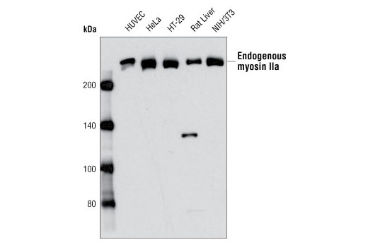 Western blot analysis of extracts from various cell types using Myosin IIa Antibody.