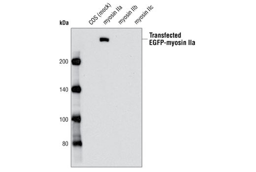 Western blot analysis of extracts from COS cells, mock transfected or transfected with nonmuscle EGFP-myosin IIa, IIb or IIc, using Myosin IIa Antibody.