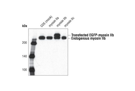 Western blot analysis of extracts from COS cells, untransfected or transfected with nonmuscle EGFP-myosin IIa, IIb or IIc, using Myosin IIb Antibody.