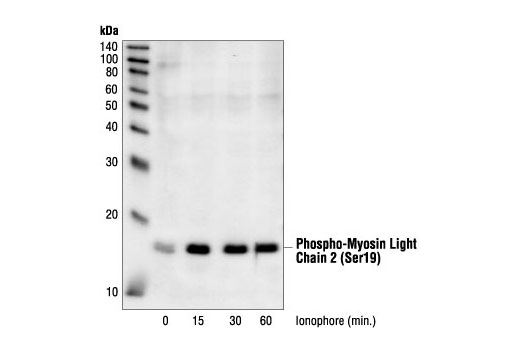 Western blot analysis of extracts from HEK293 cells stimulated with ionophore A23187 for the indicated times, using Phospho-Myosin Light Chain 2 (Ser19) Antibody.
