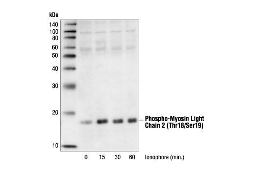 Western blot analysis of extracts from HEK293 cells stimulated with ionophore A23187 for the indicated times, using Phospho-Myosin Light Chain 2 (Thr18/Ser19) Antibody.